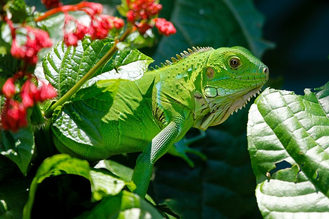 iguana verde