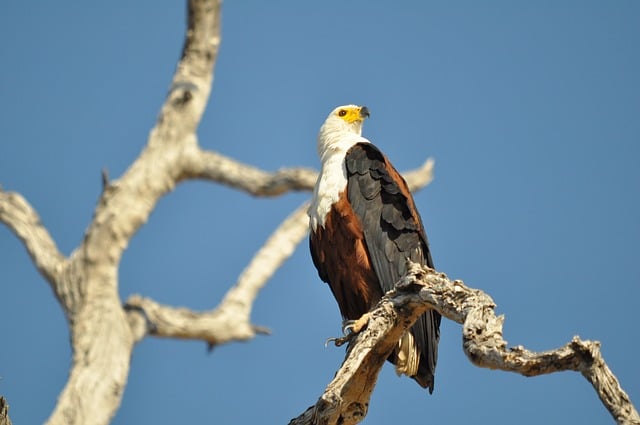 águila real posada en la rama de un árbol