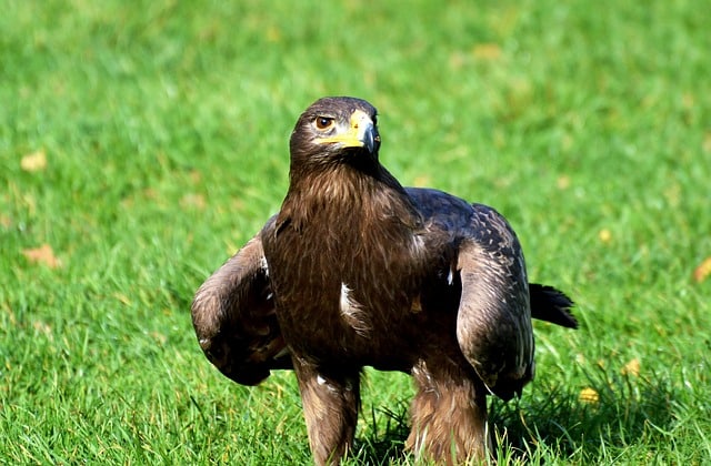 águila real en el pasto