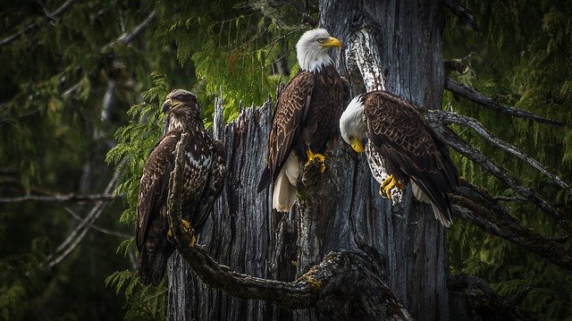 águilas reales en un arbol