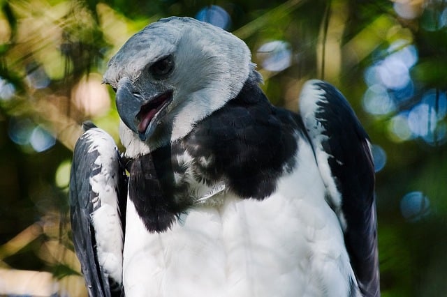 águila arpía busca su presa