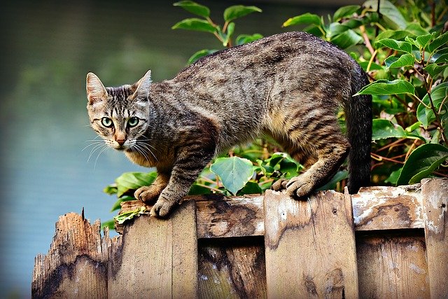 gato gris sobre una cerca
