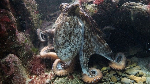 pulpo