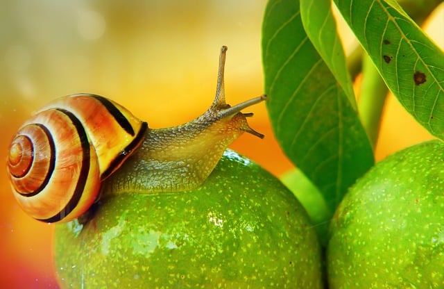 caracol terrestre