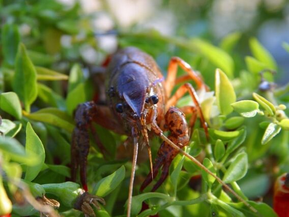 los crustaceos son animales acuáticos