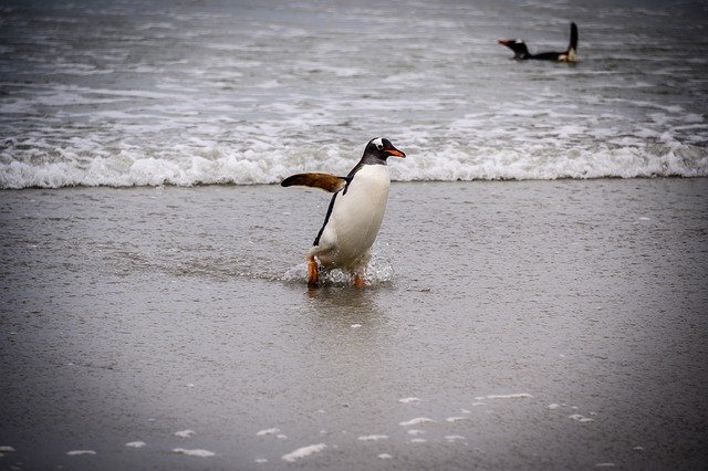 los pinguinos son aves acuáticas