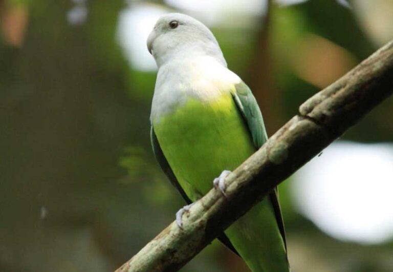 agapornis cana