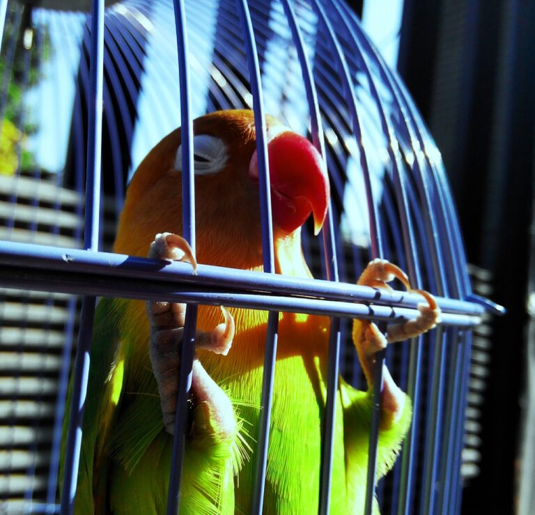 agapornis pullarius