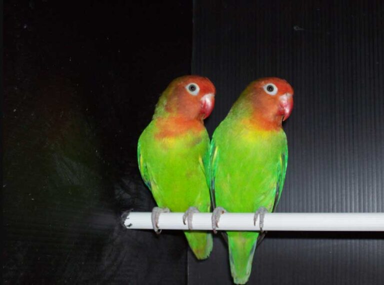 agapornis lilianae