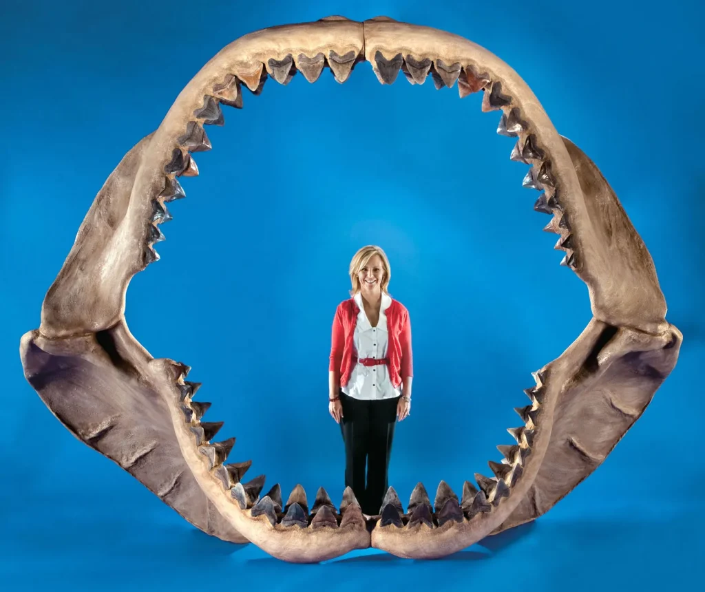 Fakta Tersembunyi Hiu Megalodon