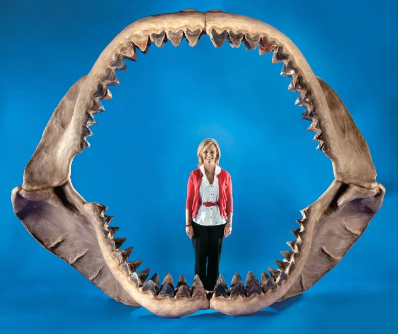 Fakta Tersembunyi Hiu Megalodon