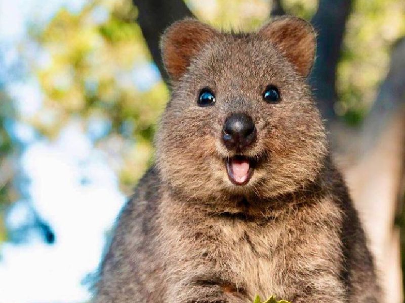 Binatang Quokka