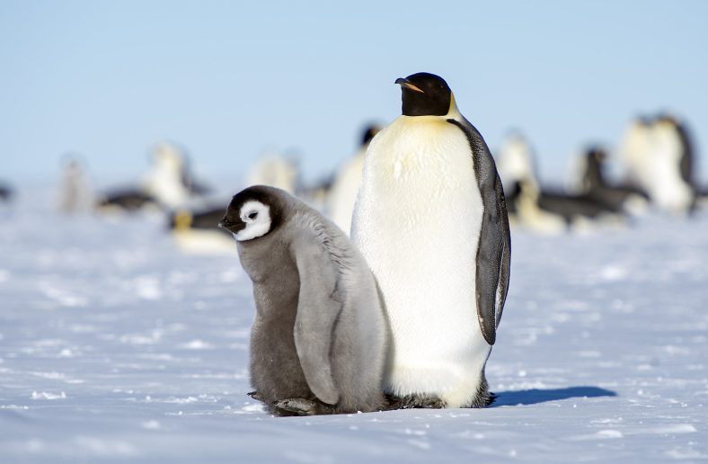 Penguin Kaisar