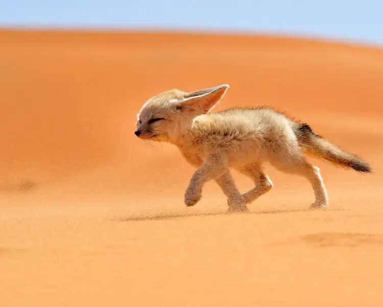 Fennec Fox